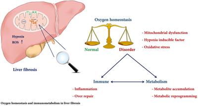 Immune and Metabolic Alterations in Liver Fibrosis: A Disruption of Oxygen Homeostasis?